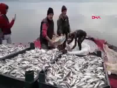 Bursa İznik Gölü'nde gümüş balığı şaşkınlığı