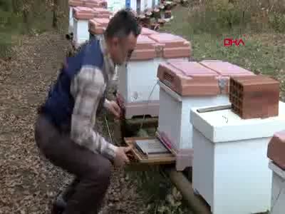 Bursa'da arı ölümleri karşı klimalı kovanlarla azalacak