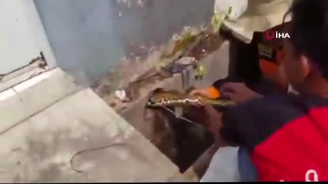Dev piton su borusuna gizlendi