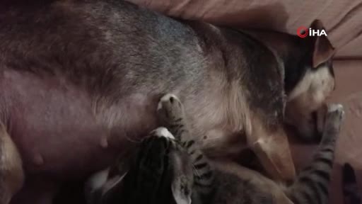 Bursa'daki bu köpek kediye annelik yapıyor