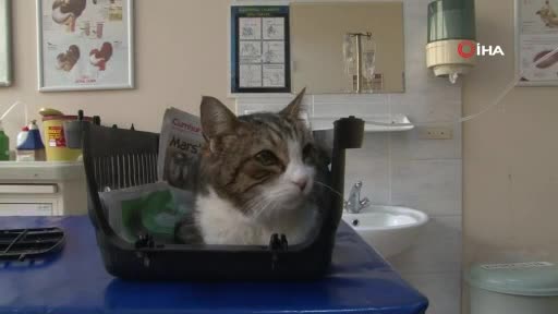 Bursa'da diyabetli kedisini tedavi ettirmek için onlarca kilometre yol kat ediyor
