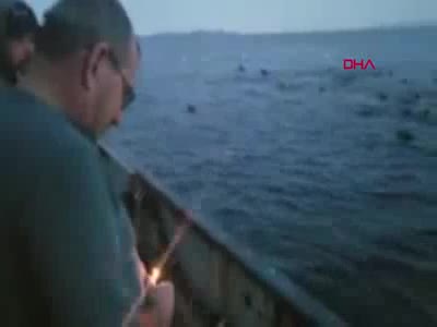 Balıkçıların, deniz aslanlarını ses fişeğiyle korkutması tepki çekti