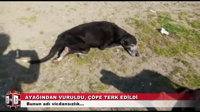 Bursa'da ayağından vurulan köpeği çöpe attılar (ÖZEL HABER)