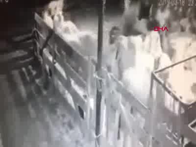 Ahıra giren ayı koyunlara saldırdı