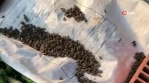 Bursa'da milyonlarca arı telef oldu