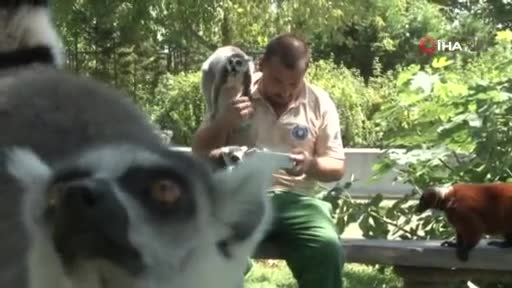 Bursa Hayvanat Bahçesi'ndeki lemur ailesine 8 yeni üye
