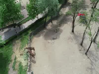 Bursa Hayvanat Bahçesi'nde kapibaralara yoğun ilgi