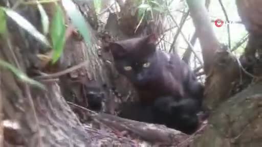Bursa'da yavru kediler söğüt ağacında mahsur kaldı