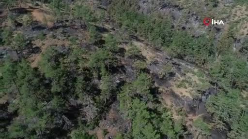 Bursa Orhaneli'de 60 hektarlık ormanlık alan kül oldu