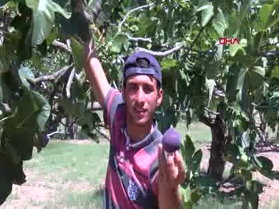 Bursa'da köyün nüfusu, incir hasadında 3 katına çıkıyor