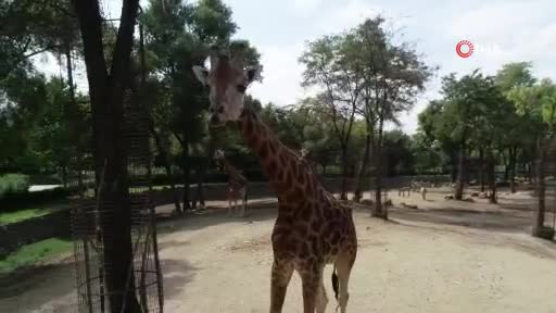 Bursa Hayvanat Bahçesi'nde zürafaların keyfi yerinde