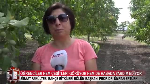 Bursa Uludağ Üniversitesi'nde ceviz hasadı! (ÖZEL HABER)
