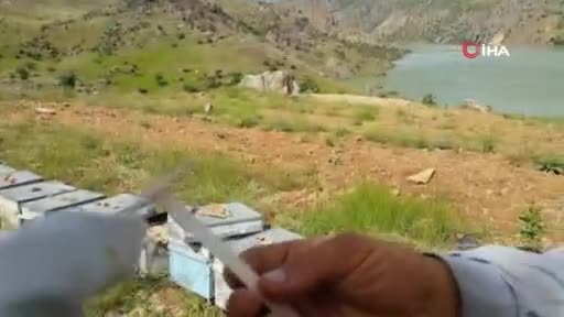 Arı sütünün gramı 700, kilosu 7 bin lira!
