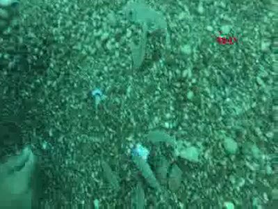 Balon balıkları sert kabuklu midyeleri saniyeler içinde yok etti