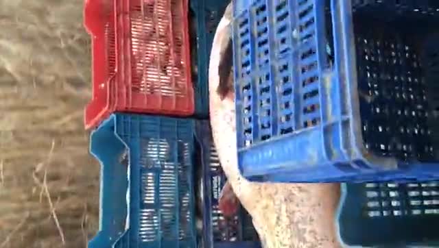 Bursa'da 120 kiloluk dev balığı römork ile taşıdılar