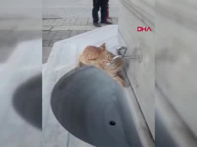 Bursa'da çeşmeden su içen kedi ilgi odağı oldu