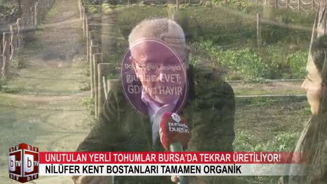 Unutulan yerli tohumlar Bursa'da tekrar üretiliyor! (ÖZEL HABER)