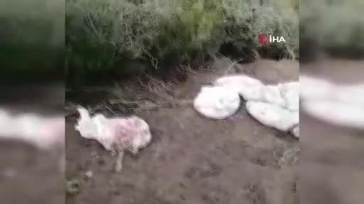 Bursa'da araziye 400 tavuk ölüsü atan çiftlik sahibine 88 bin lira ceza