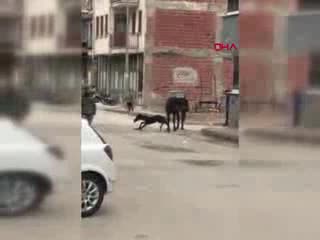 Bursa'da at, sokak ortasında doğum yaptı