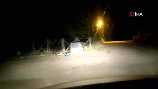 Bursa Uludağ'da aç kalan ayı çöpleri karıştırırken görüntülendi