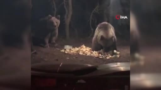 Bursa Uludağ'da aç kalan ayılar kamp alanına indi