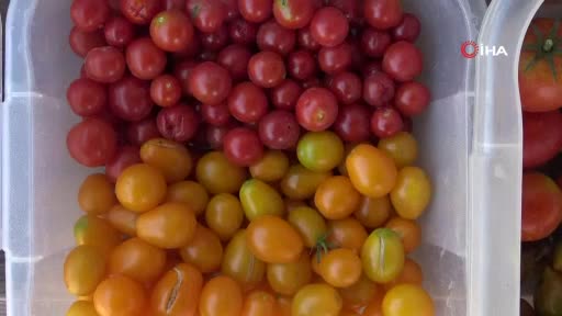 Bursa Kent Bostanları'nda 34 çeşit domates, 24 çeşit biber üretildi