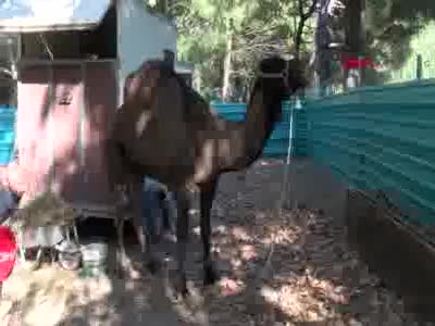 Bursa'da trafikte koşturulan deve korumaya alındı 'Garip' ismi verildi