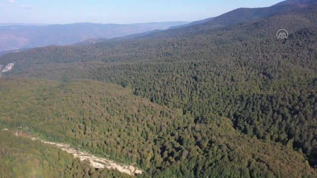 Bursa'da kayın ormanı tırtıl istilasından biyolojik mücadeleyle kurtarıldı