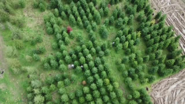 Kaçak çam ağacı kesimine karşı drone'lu denetim