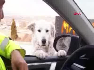 Trafik polisinden ekip otosunun camından bakan köpeğe gülümseten soru