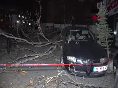 Bursa'da lodos çınar ağacını devirdi - 2