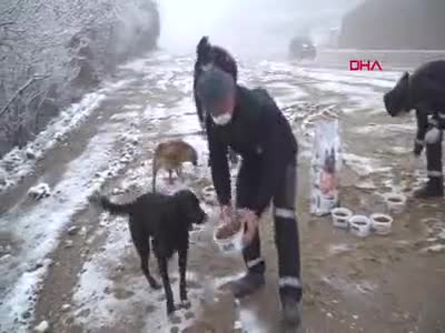 Bursa'da yavru köpekler donmaktan kurtarıldı