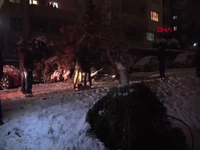 Bursa'da kar yağışı ağacı devirdi