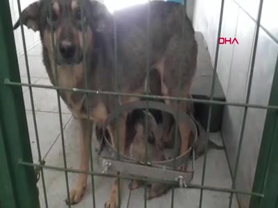 Bursa'da enkaz altından kurtarılan köpek ile 5 yavrusu sağlığına kavuştu