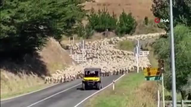 Yeni Zelanda'da 3 bin kuzu köprüyü trafiğe kapattı