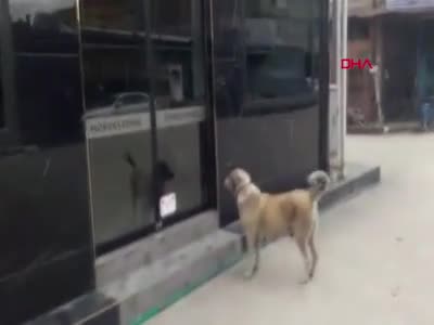 Bursa'da aç kalan sokak köpeğinin börekçiden yiyecek aldığı anlar kamerada