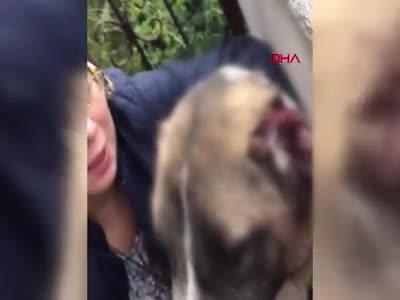 Bursa'da kulakları kesilen köpek, zincirden kurtulup ilk sahibine gitti