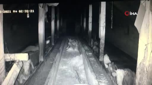İneklerin deprem paniği kamerada