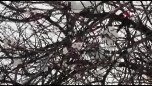 Bursa'da erken çiçek açan meyve ağaçları kar altında kaldı