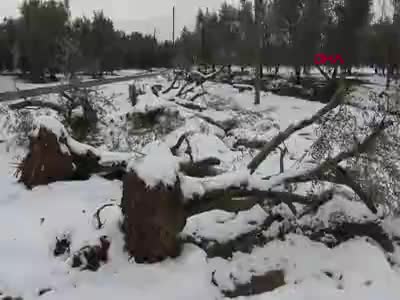 Bursa'da 'yalancı bahara' aldanan zeytin ağaçları, don nedeniyle yandı