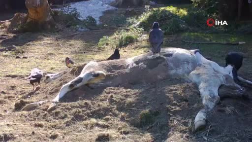 Bursa Uludağ'da çiftçinin ölen ineği ayılara verildi