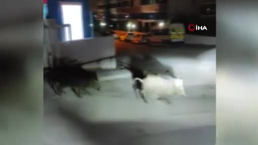 Bursa Mudanya'da aç kalan domuzlar sokağa indi