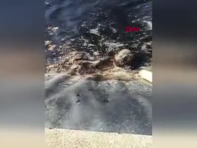 Bursa'da atık su havuzuna düşen 2 köpek vatandaşlar tarafından kurtarıldı