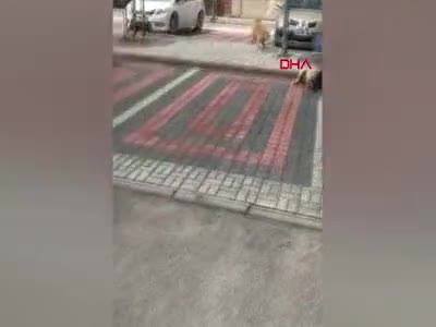 Bursa'da sokak köpeğine pitbull saldırısı