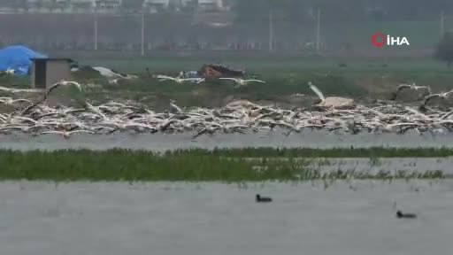 Bursa'da Ak pelikanların göçü bu yıl da görüntülendi