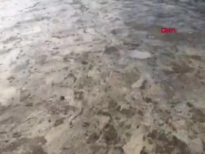 Bursa Gemlik sahili, plankton patlaması ile bembeyaz oldu