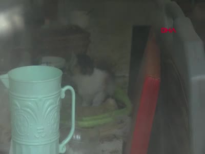 Bursa'da lokantada mahsur kalan kediler kurtarıldı