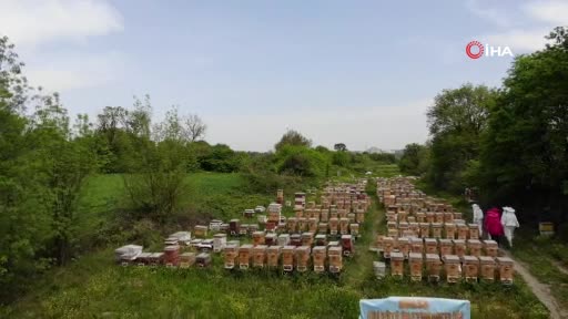Bursa'da gram gram sağdığı arı sütünün kilosunu 8 bin liradan satıyor
