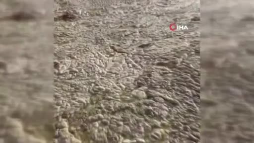 Bursa'da beyaza bürünen körfezde balıklar tek tek ölmeye başladı