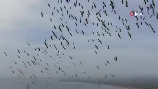 Bursa'da ak pelikanların gökyüzündeki dansı havadan görüntülendi